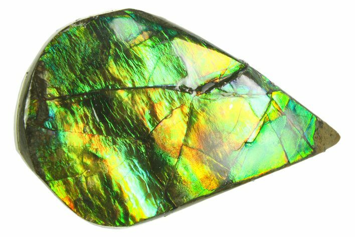Iridescent Ammolite (Fossil Ammonite Shell) - Alberta #357501